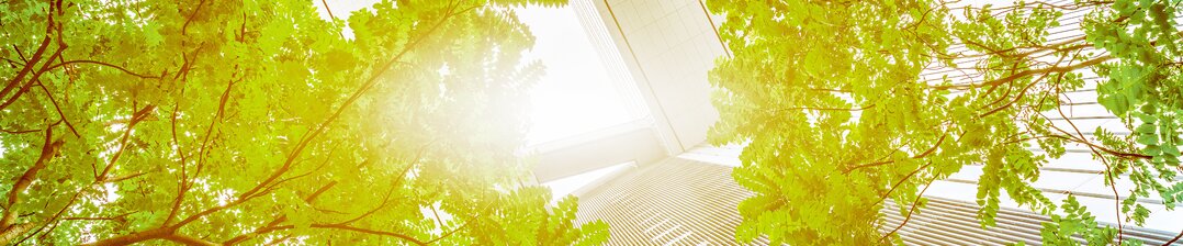 Green trees between buildings 